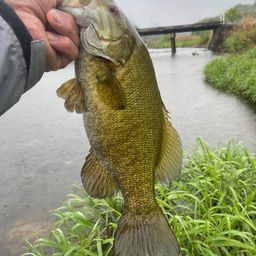 スモールマウスバス