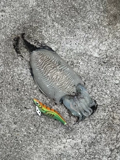 コウイカの釣果
