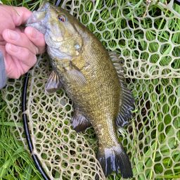 スモールマウスバス