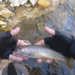 イワナの釣果