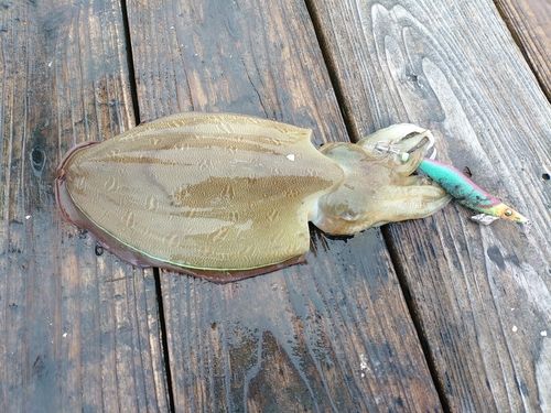 モンゴウイカの釣果