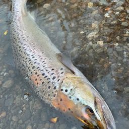 ブラウントラウト