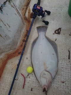 マコガレイの釣果