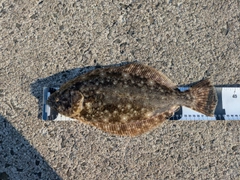 ヒラメの釣果
