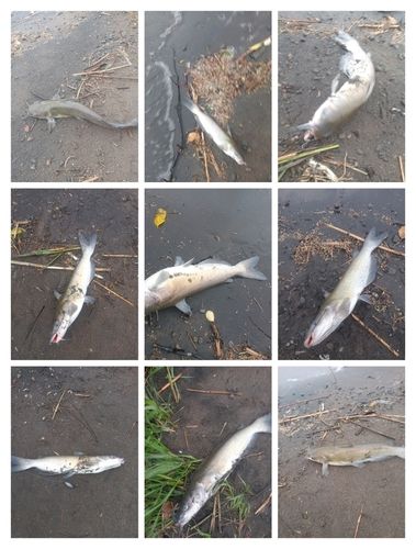 アメリカナマズの釣果