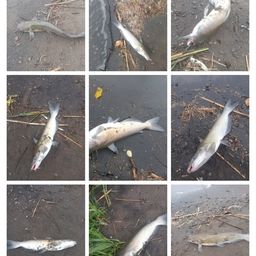 アメリカナマズ