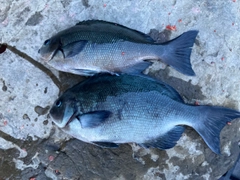 メジナの釣果