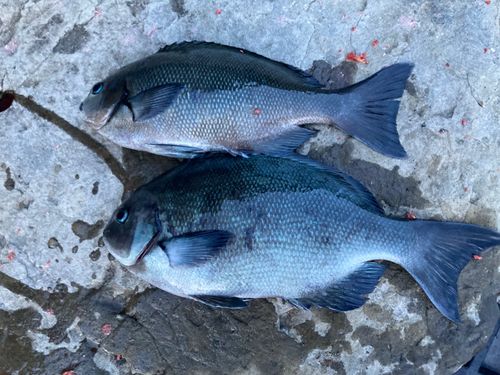 メジナの釣果