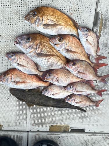 タイの釣果