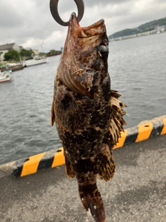 タケノコメバルの釣果