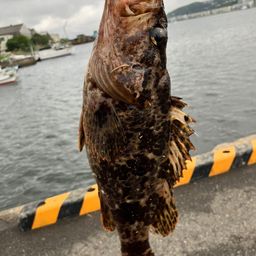 タケノコメバル