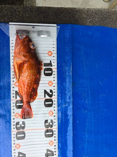 ウッカリカサゴの釣果