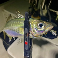マアジの釣果