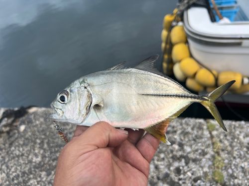 ギンガメアジの釣果