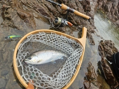 アマゴの釣果