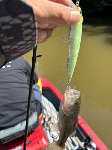 ブラックバスの釣果