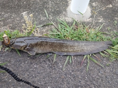ナマズの釣果
