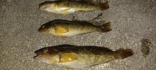 アイナメの釣果