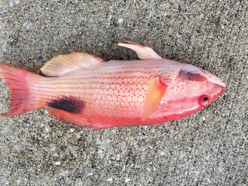 キツネベラの釣果