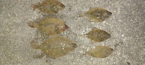 カレイの釣果