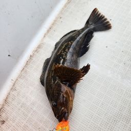 アブラコ