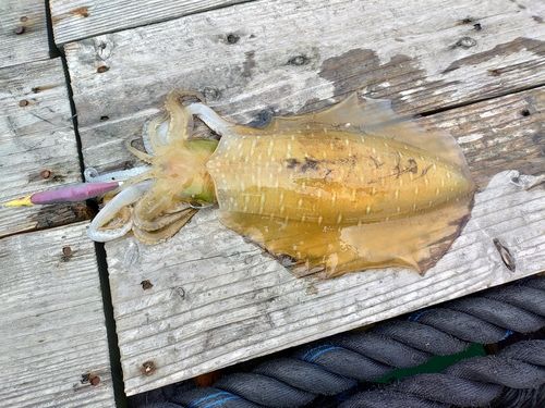 アオリイカの釣果