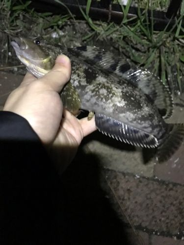 アイナメの釣果