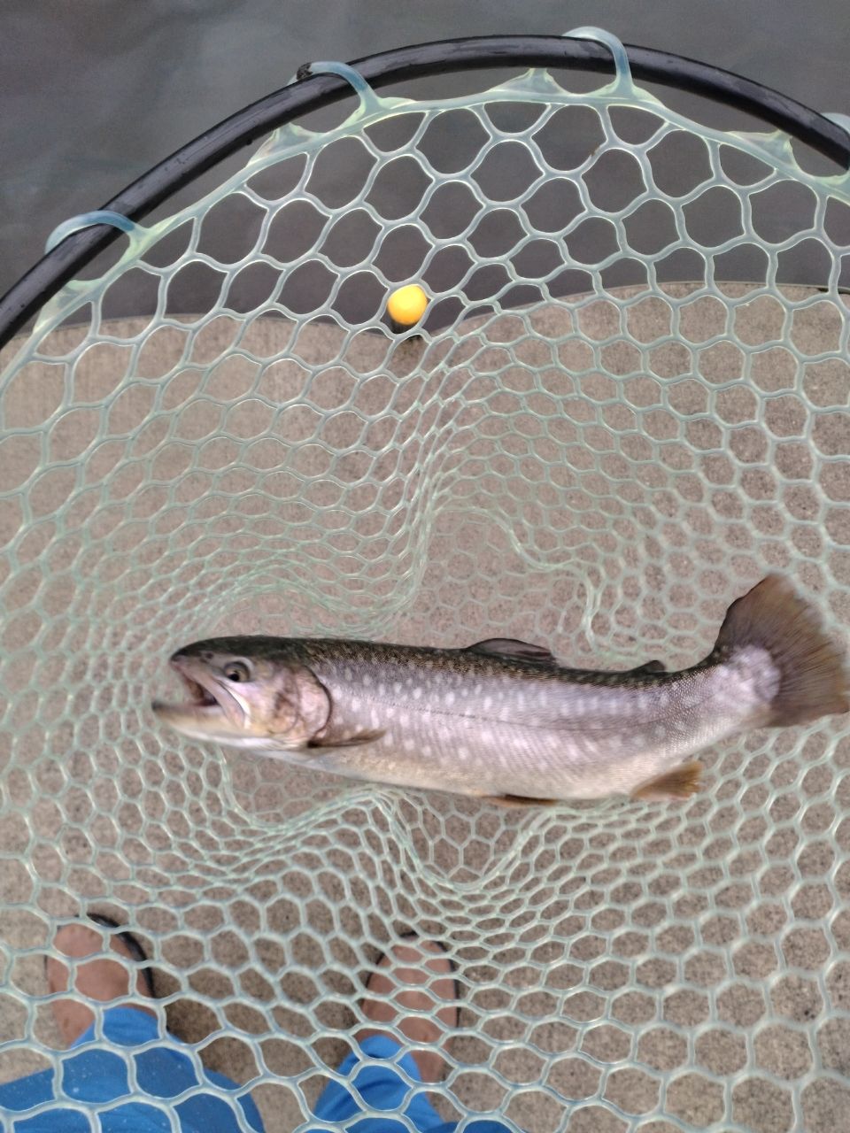 MajorCraft 新ファインテール エリア FAX-602Lの最安値・インプレ