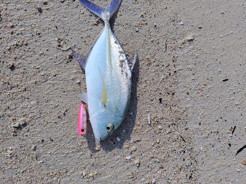 カスミアジの釣果