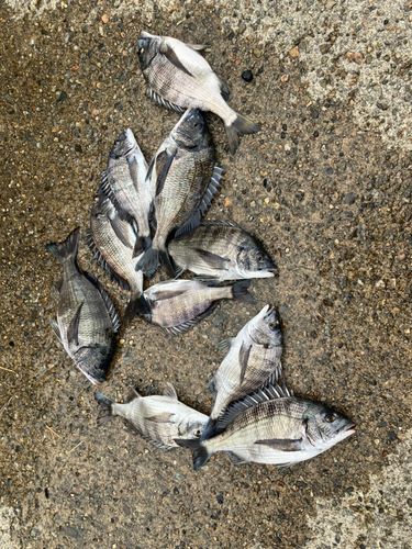 クロダイの釣果