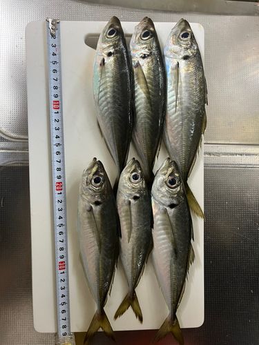 アジの釣果