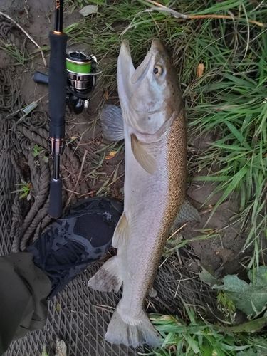 ブラウントラウト