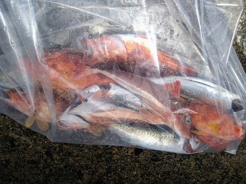 ホウボウの釣果