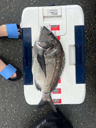 チヌの釣果