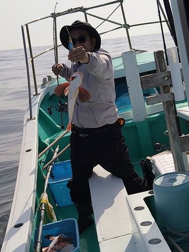 ホウボウの釣果