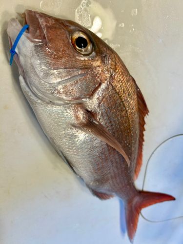 マダイの釣果