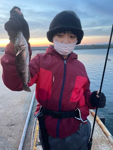 エゾメバルの釣果