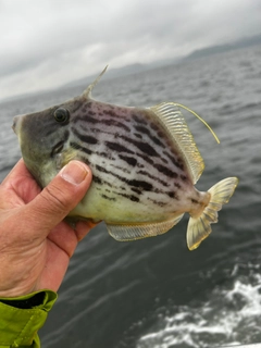 カワハギの釣果
