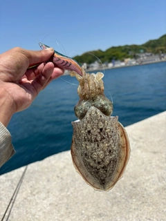 コウイカの釣果