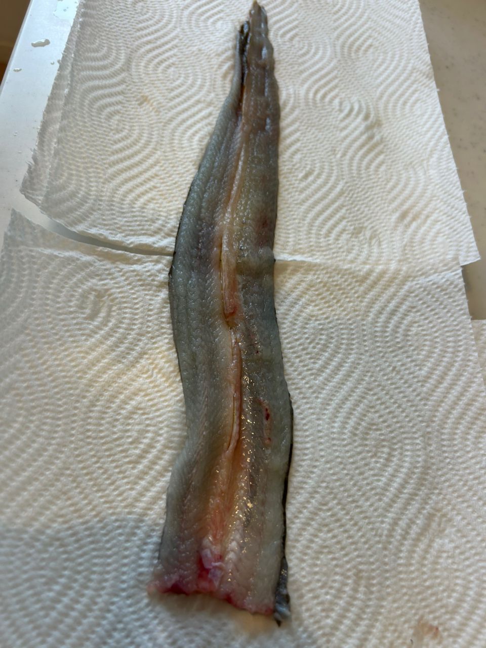 ウナギ
