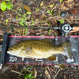 スモールマウスバス