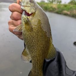 スモールマウスバス