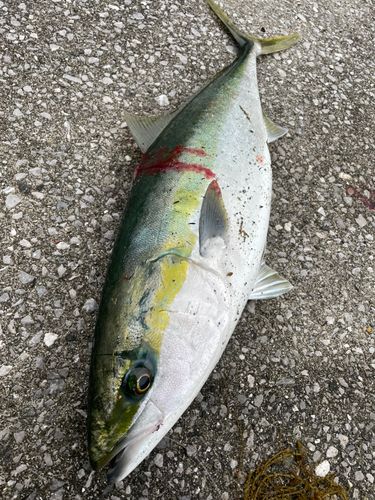 ヤズの釣果
