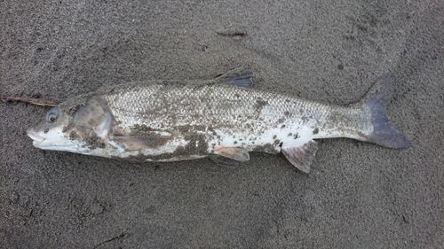マルタウグイの釣果