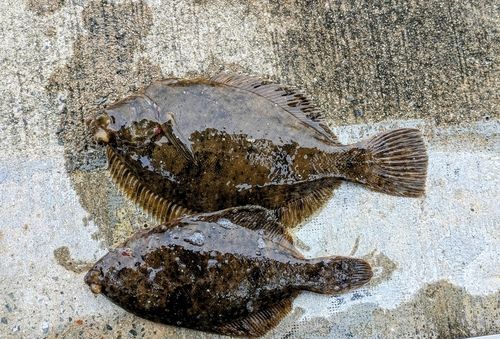 カレイの釣果