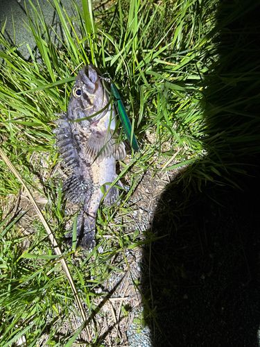 クロソイの釣果