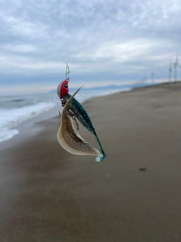 シタビラメの釣果