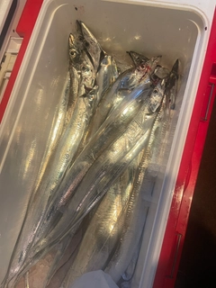 タチウオの釣果