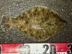 クロガシラガレイの釣果