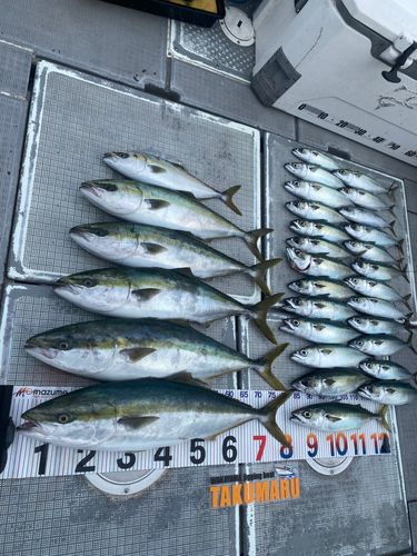 ブリの釣果